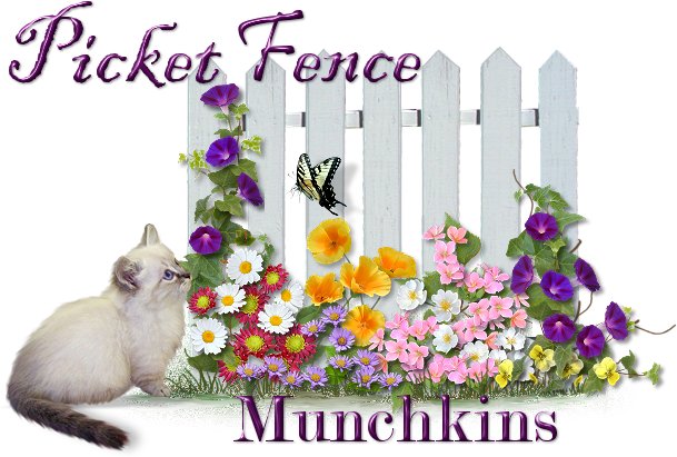 Munchkin Napoleon Kitten Breeders In Iowa Picket Fence Munchkins