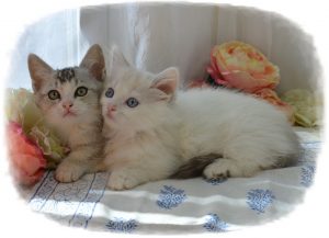 Pair of white Munchkin kittens
