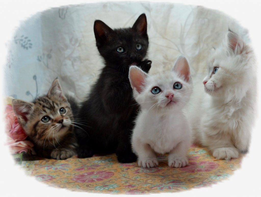 Munchkin & Napoleon Cat Breeders in Iowa Picket Fence Munchkins