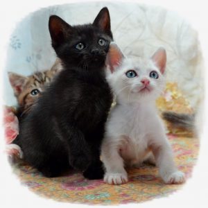 Munchkin kittens