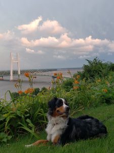 Dog laying by river with view of bridge