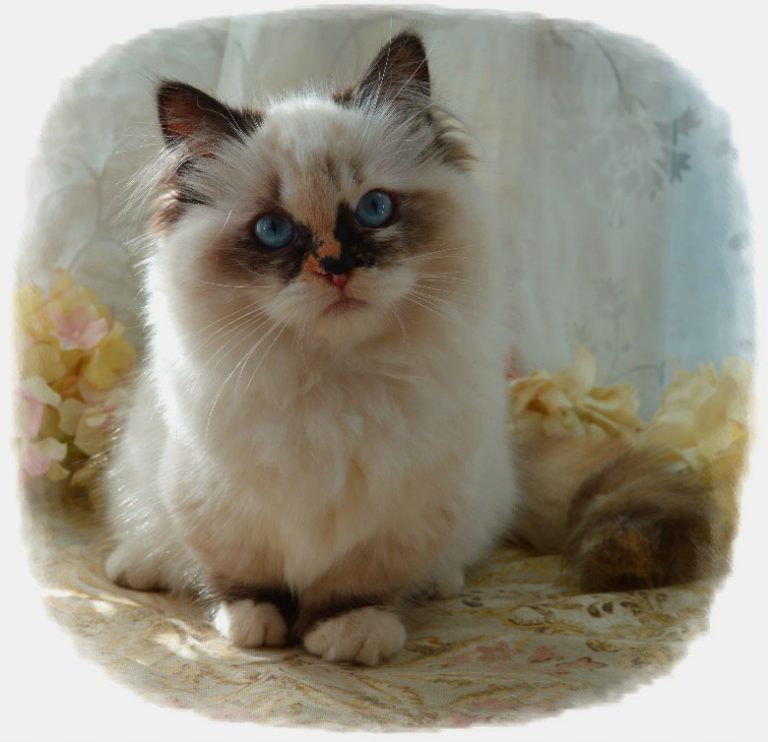 Munchkin Short Leg Cat Minuet Kitten Breeders in Iowa Picket Fence