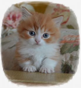 Orange and white Munchkin kitten