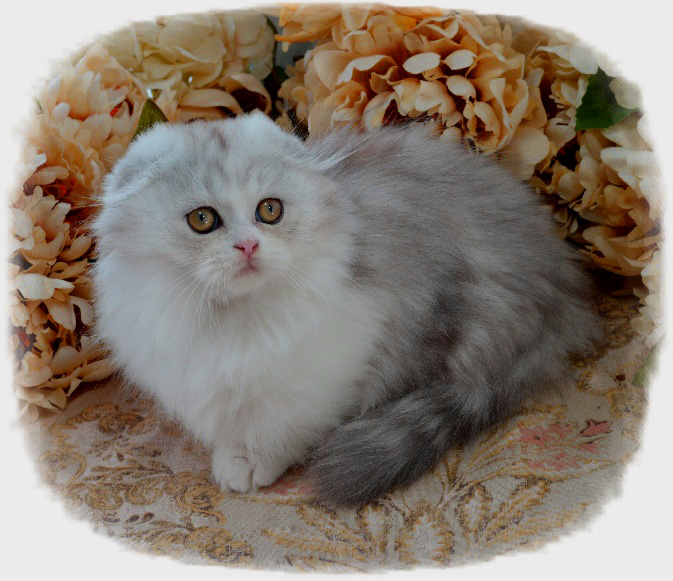 Shimmer Picket Fence Munchkins