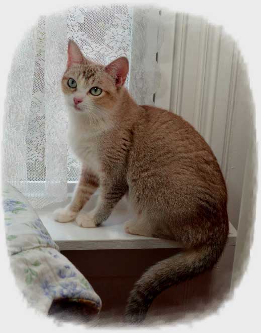 Kittens For Sale in Iowa Munchkin, Napoleon & Persian Picket Fence