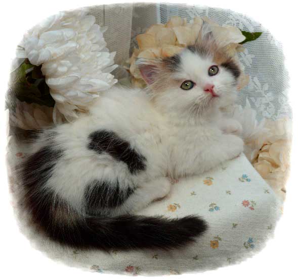 Available Kittens Picket Fence Munchkins