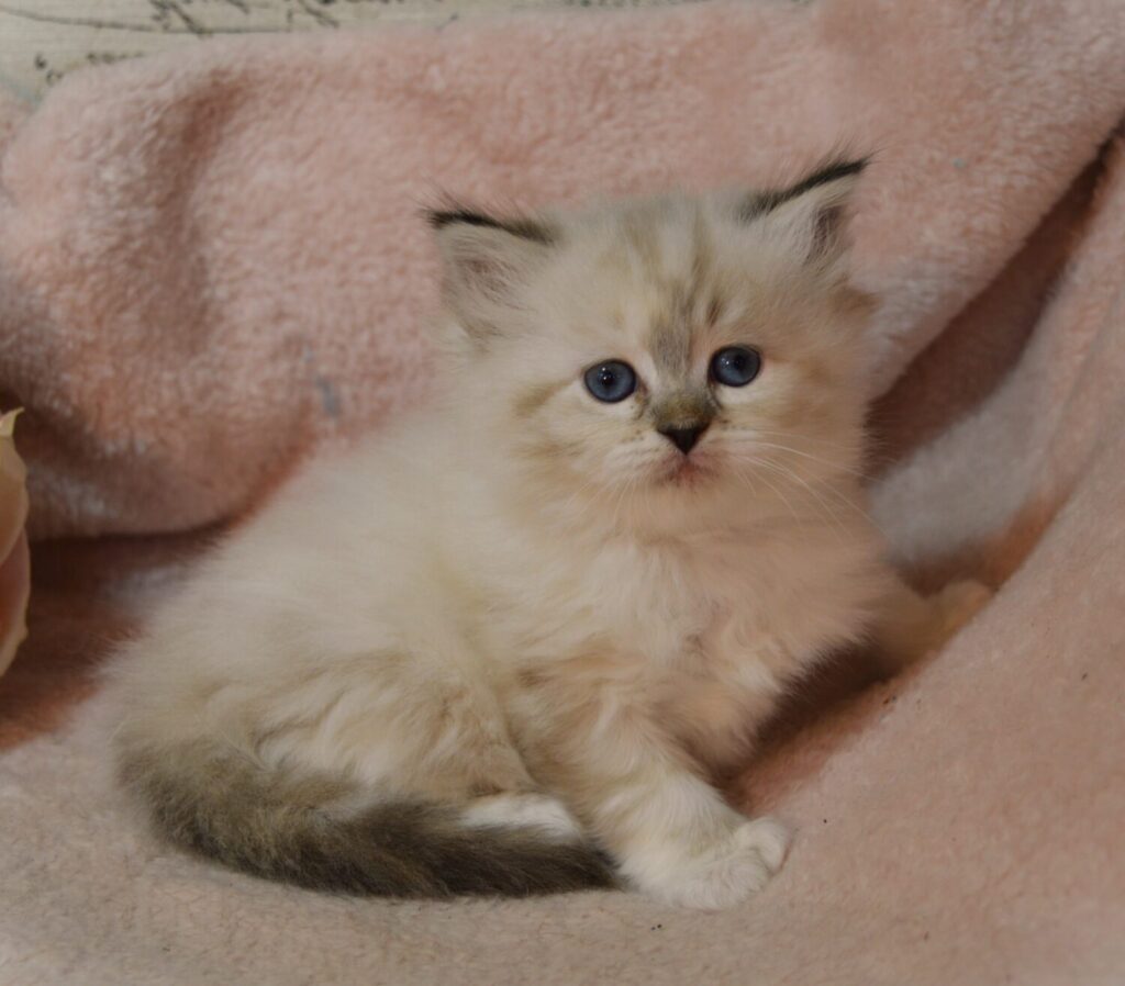 Available Kittens Picket Fence Munchkins