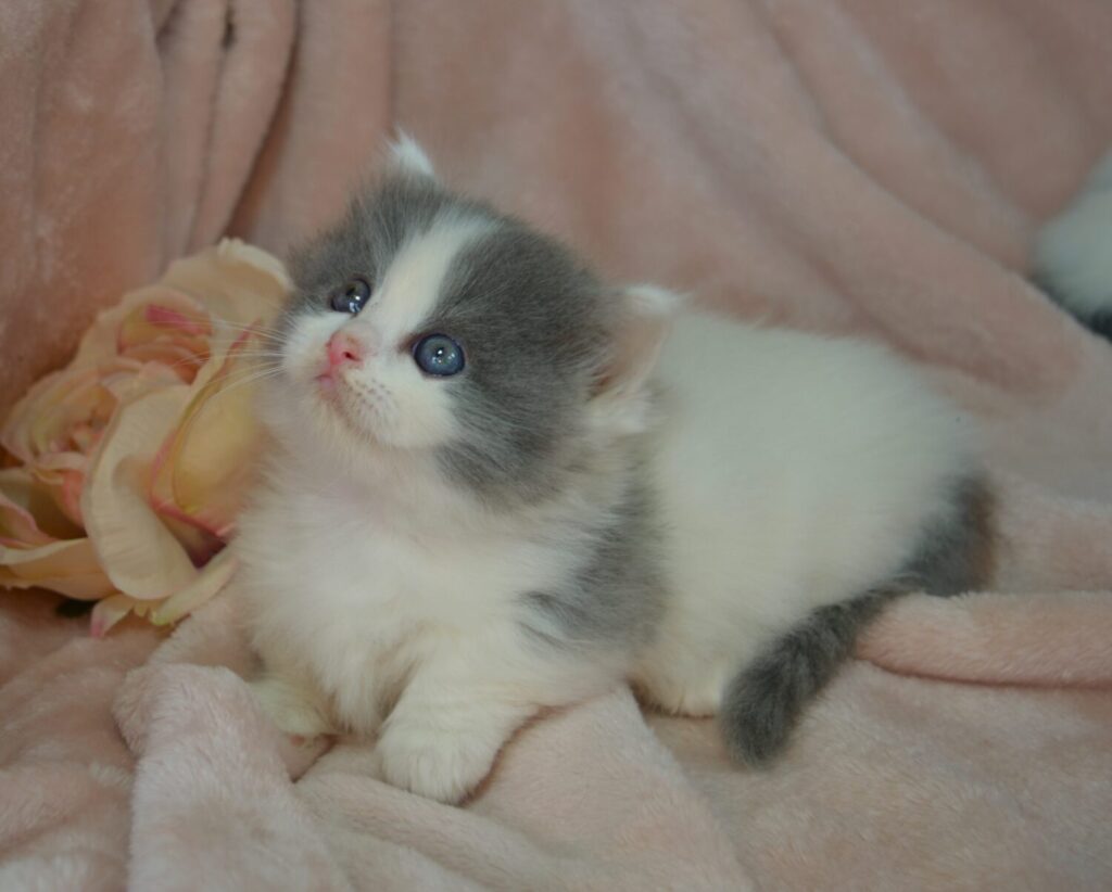 Available Kittens Picket Fence Munchkins