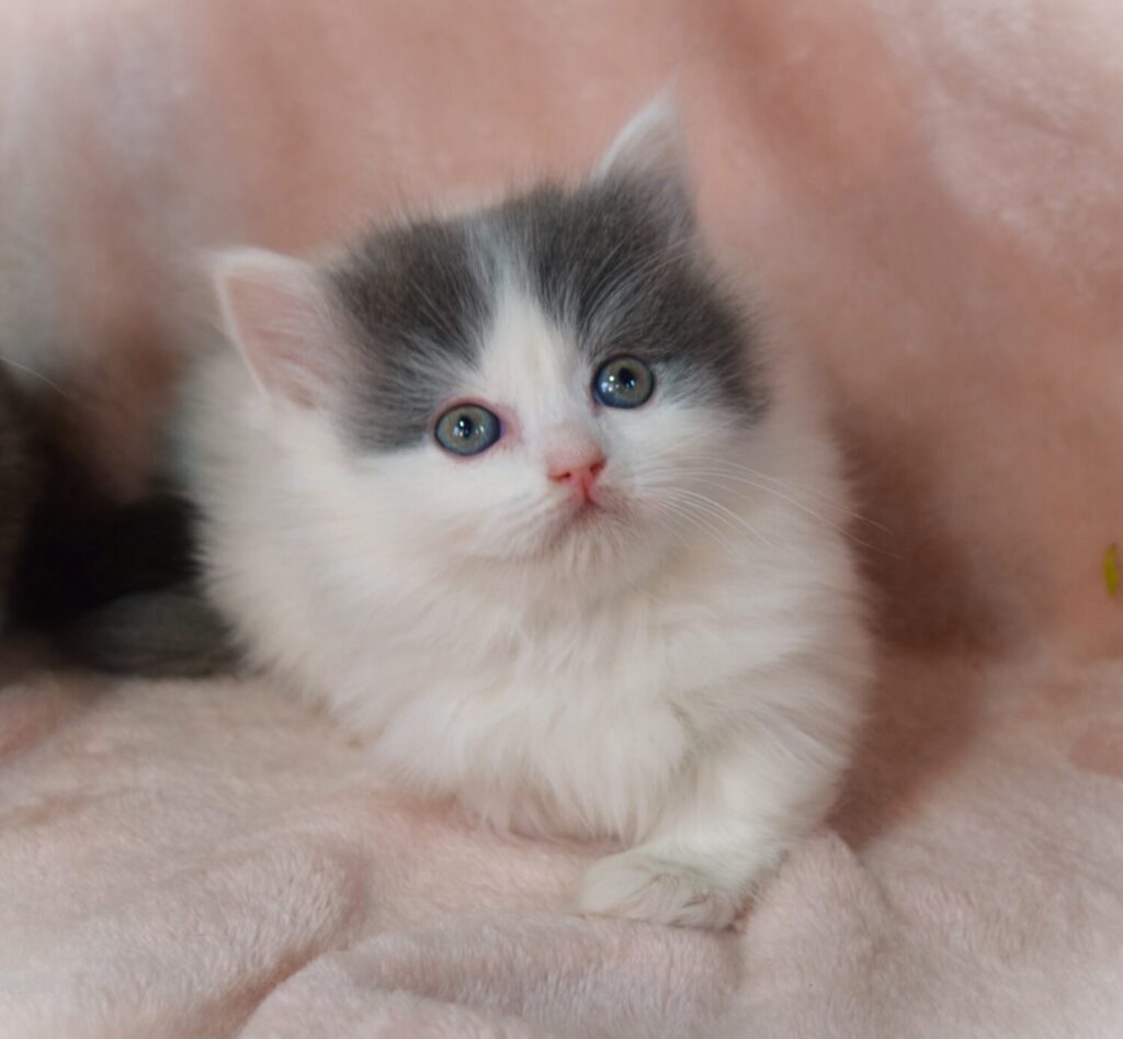 Available Kittens Picket Fence Munchkins