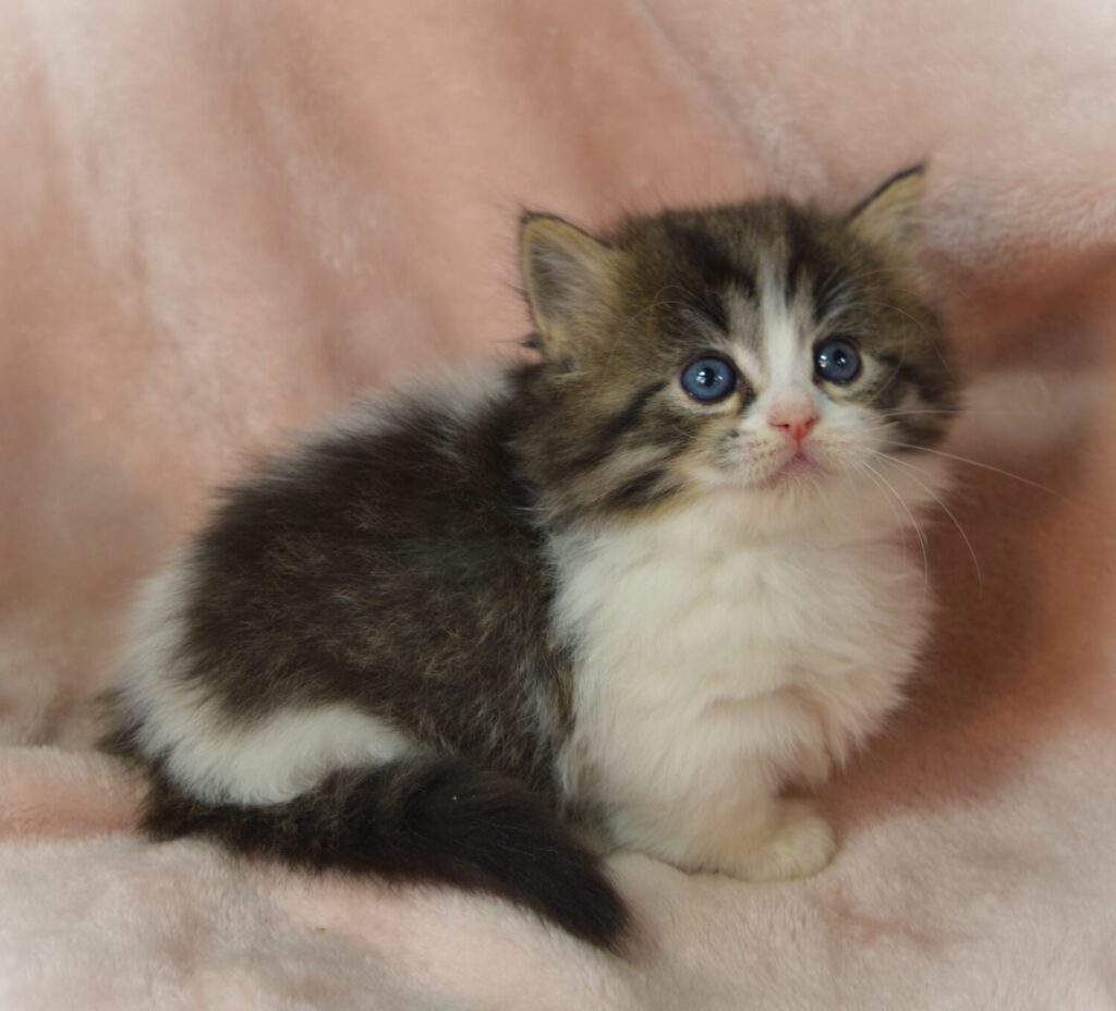 Available Kittens Picket Fence Munchkins