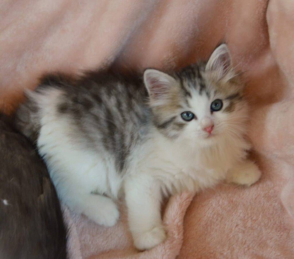 Tigger silver shaded bicolor girl 1000 Picket Fence Munchkins
