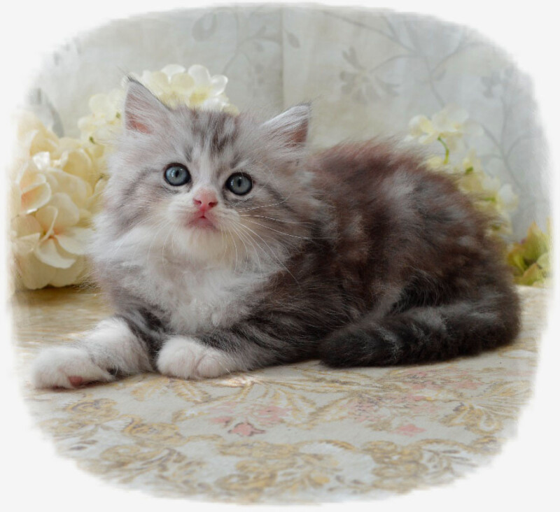 Gallery Picket Fence Munchkins