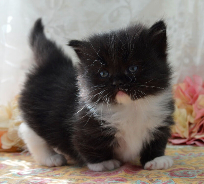 Gallery Picket Fence Munchkins